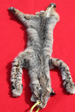 Load image into Gallery viewer, TAXIDERMY QUALITY TANNED N. IDAHO MALE BOBCAT   #  ( 2023 - 03 )
