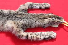 Load image into Gallery viewer, TAXIDERMY QUALITY TANNED N. IDAHO MALE BOBCAT   #  ( 2023 - 03 )
