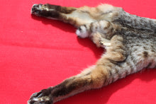 Load image into Gallery viewer, TAXIDERMY QUALITY TANNED N. IDAHO MALE BOBCAT   #  ( 2023 - 03 )
