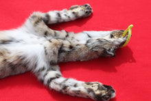 Load image into Gallery viewer, TAXIDERMY QUALITY TANNED N. IDAHO MALE BOBCAT   #  ( 2023 - 03 )
