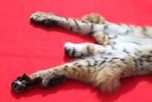 Load image into Gallery viewer, TAXIDERMY QUALITY TANNED N, IDAHO  XXXTRA LARGE MALE BOBCAT   # (2023-06 )
