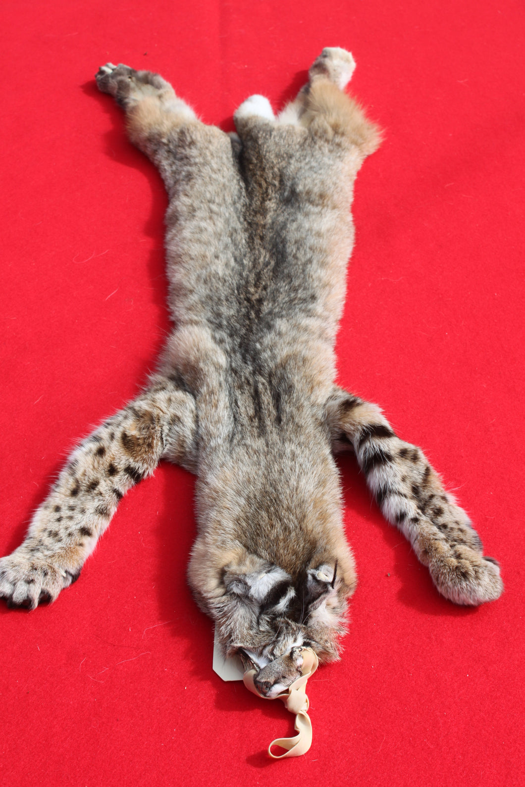 TAXIDERMY QUALITY TANNED N. IDAHO MALE BOBCAT   # (2023 - 08 )