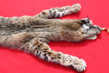 Load image into Gallery viewer, TAXIDERMY QUALITY TANNED N. IDAHO MALE BOBCAT   # (2023 - 08 )
