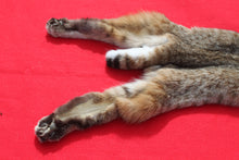 Load image into Gallery viewer, TAXIDERMY QUALITY TANNED N. IDAHO MALE BOBCAT   # (2023 - 08 )
