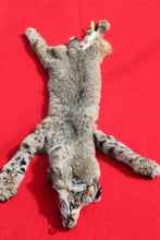 Load image into Gallery viewer, TAXIDERMY QUALITY TANNED N. IDAHO MALE BOBCAT   # (2023 - 09 )
