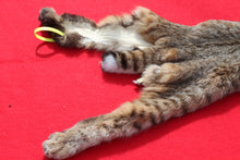 Load image into Gallery viewer, TAXIDERMY QUALITY TANNED N. IDAHO MALE BOBCAT   # (2023 - 09 )
