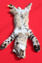 Load image into Gallery viewer, TAXIDERMY QUALITY TANNED N. IDAHO MALE BOBCAT   # (2023 - 09 )
