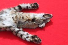 Load image into Gallery viewer, TAXIDERMY QUALITY TANNED N. IDAHO MALE BOBCAT   # (2023 - 09 )
