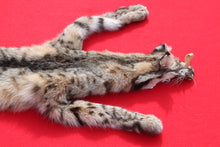 Load image into Gallery viewer, TAXIDERMY TANNED N. IDAHO TOM BOBCAT   #   (2023--10 )
