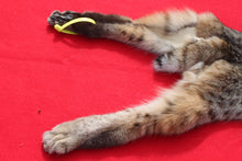 Load image into Gallery viewer, TAXIDERMY TANNED N. IDAHO TOM BOBCAT   #   (2023--10 )
