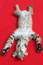 Load image into Gallery viewer, TAXIDERMY TANNED N. IDAHO TOM BOBCAT   #   (2023--10 )
