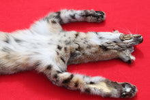 Load image into Gallery viewer, TAXIDERMY TANNED N. IDAHO TOM BOBCAT   #   (2023--10 )
