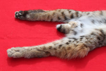 Load image into Gallery viewer, TAXIDERMY TANNED N. IDAHO TOM BOBCAT   #   (2023--10 )
