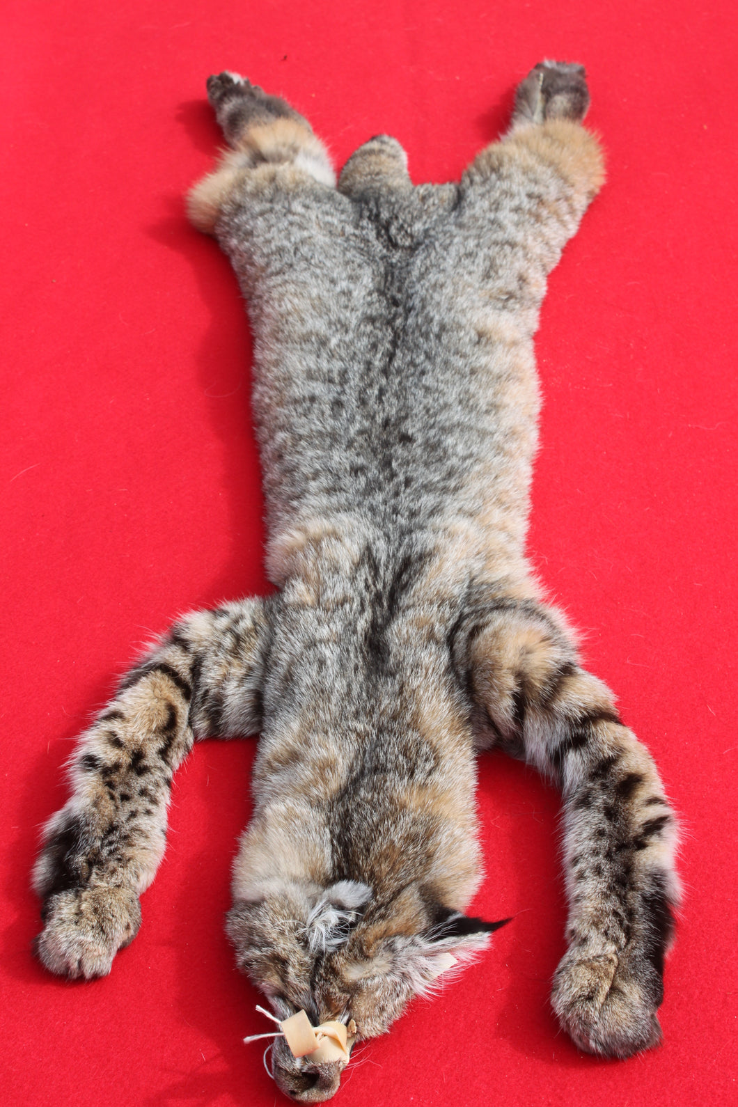 TAXIDERMY TANNED N. IDAHO MALE BOBCAT   # ( 2023- 11 )