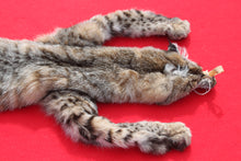 Load image into Gallery viewer, TAXIDERMY TANNED N. IDAHO MALE BOBCAT   # ( 2023- 11 )
