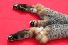 Load image into Gallery viewer, TAXIDERMY TANNED N. IDAHO MALE BOBCAT   # ( 2023- 11 )
