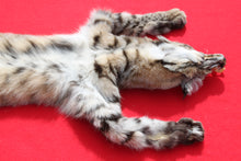 Load image into Gallery viewer, TAXIDERMY TANNED N. IDAHO MALE BOBCAT   # ( 2023- 11 )
