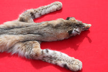 Load image into Gallery viewer, TAXIDERMY TANNED NORTH IDAHO BOBCAT ( 2023 - 12 )
