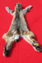 Load image into Gallery viewer, TAXIDERMY TANNED NORTH IDAHO BOBCAT ( 2023 - 12 )
