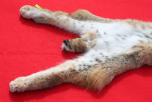 Load image into Gallery viewer, TAXIDERMY TANNED NORTH IDAHO BOBCAT ( 2023 - 12 )
