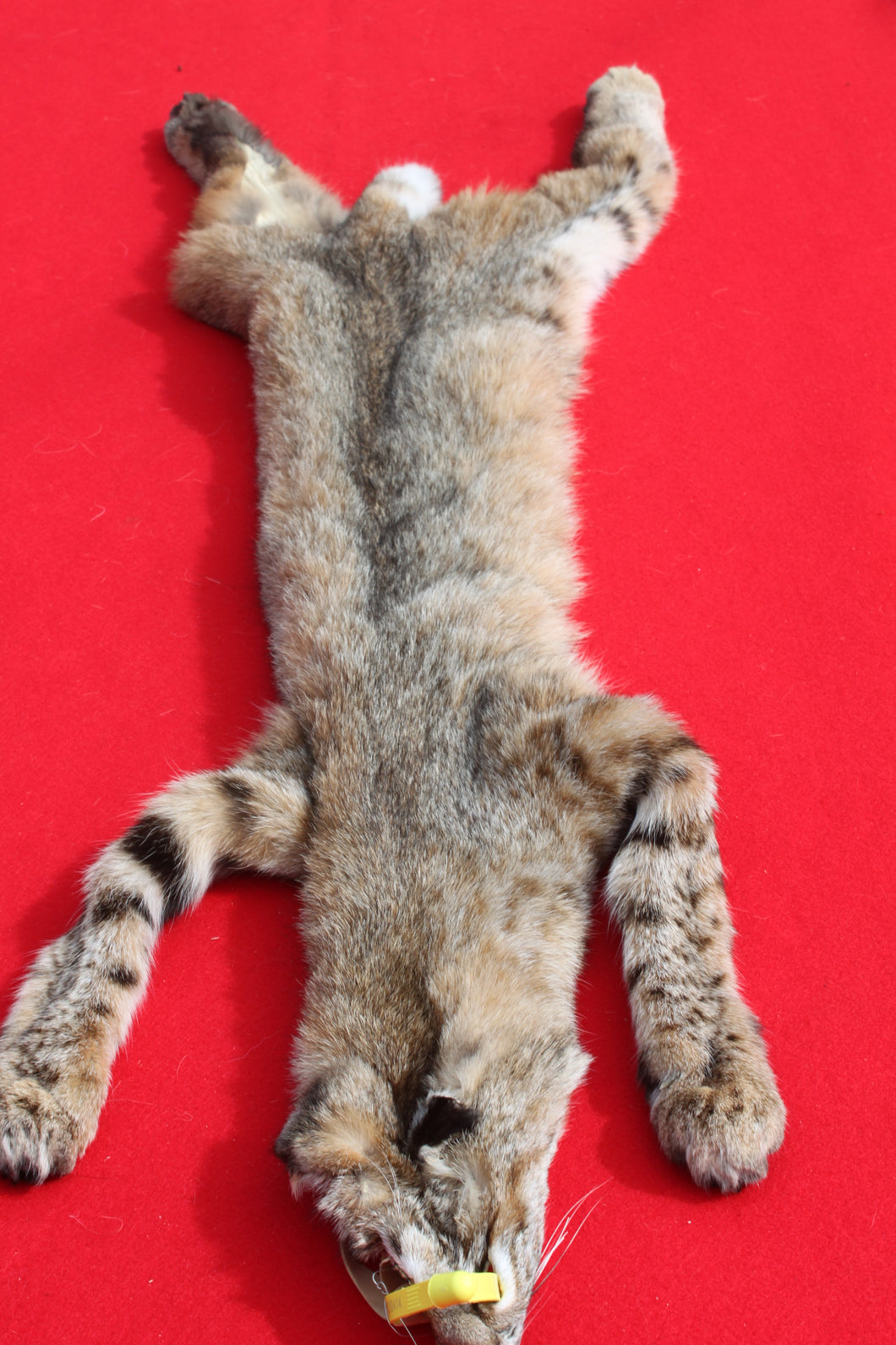 TAXIDERMY TANNED NORTH IDAHO MALE BOBCAT  # ( 2023 --13 )