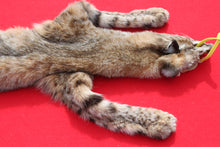 Load image into Gallery viewer, TAXIDERMY TANNED NORTH IDAHO MALE BOBCAT  # ( 2023 --13 )
