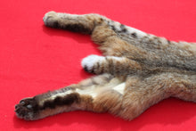 Load image into Gallery viewer, TAXIDERMY TANNED NORTH IDAHO MALE BOBCAT  # ( 2023 --13 )
