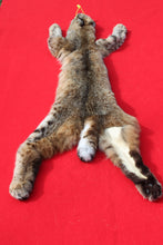 Load image into Gallery viewer, TAXIDERMY TANNED NORTH IDAHO MALE BOBCAT  # ( 2023 --13 )
