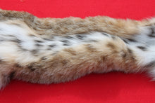 Load image into Gallery viewer, TAXIDERMY TANNED NORTH IDAHO MALE BOBCAT  # ( 2023 --13 )
