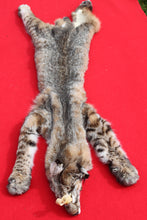 Load image into Gallery viewer, TAXIDERMY TANNED NORTH IDAHO BOBCAT   #  ( 2023 - 14  )
