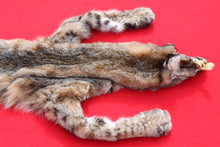 Load image into Gallery viewer, TAXIDERMY TANNED NORTH IDAHO BOBCAT   #  ( 2023 - 14  )
