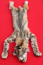 Load image into Gallery viewer, TAXIDERMY TANNED NORTH IDAHO TOM BOBCAT  # (2023 - 16 )
