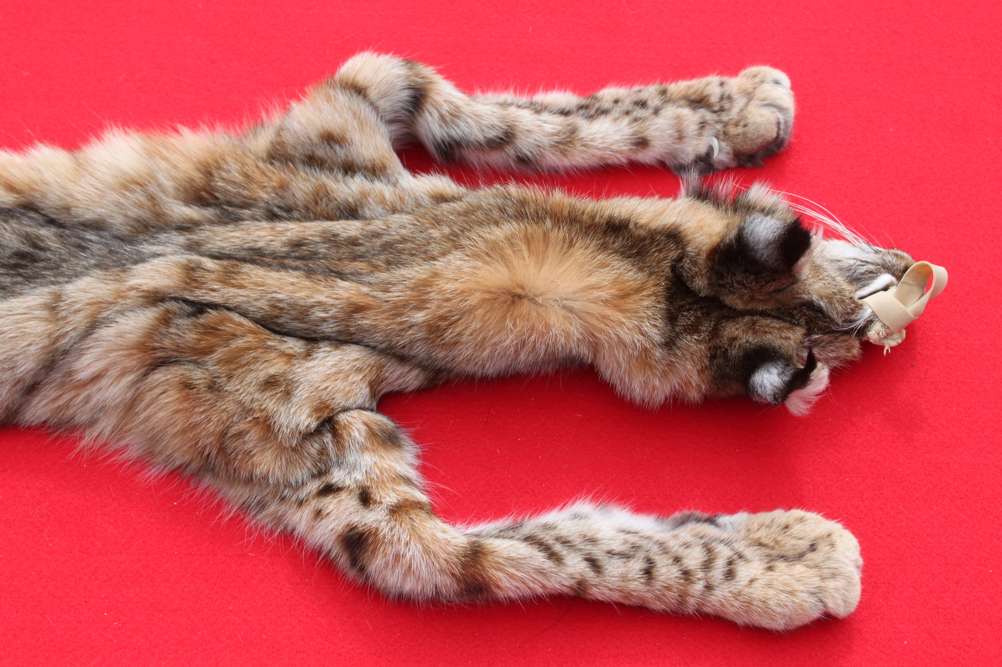 NORTH IDAHO TOM BOBCAT - HAS FEET AND CLAWS - (195 - 16 ) – THE IDAHO FUR  SHACK, image size:2048x1365