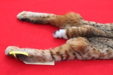 Load image into Gallery viewer, TAXIDERMY TANNED NORTH IDAHO TOM BOBCAT  # (2023 - 16 )
