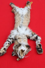 Load image into Gallery viewer, TAXIDERMY TANNED NORTH IDAHO TOM BOBCAT  # (2023 - 16 )
