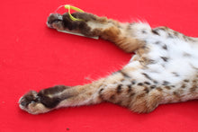 Load image into Gallery viewer, TAXIDERMY TANNED NORTH IDAHO TOM BOBCAT  # (2023 - 16 )
