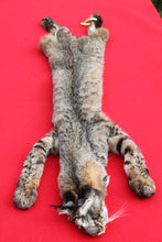 Load image into Gallery viewer, TAXIDERMY TANNED NORTH IDAHO TOM BOBCAT  # (2023 17 )
