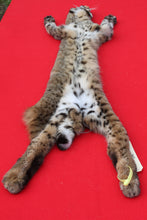 Load image into Gallery viewer, TAXIDERMY TANNED NORTH IDAHO TOM BOBCAT  # (2023 17 )
