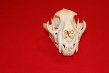 Load image into Gallery viewer, XL Mountain Lion Skull #2023 - 06
