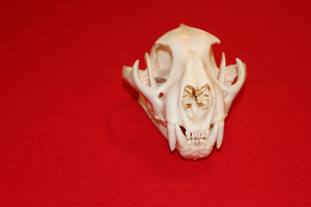 XL Mountain Lion Skull #2023 - 06