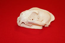 Load image into Gallery viewer, XL Mountain Lion Skull #2023 - 06
