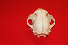 Load image into Gallery viewer, XL Mountain Lion Skull #2023 - 06
