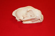 Load image into Gallery viewer, XL Mountain Lion Skull #2023 - 06
