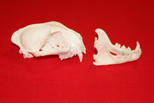 Load image into Gallery viewer, XL Mountain Lion Skull #2023 - 06
