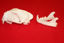 Load image into Gallery viewer, XL Mountain Lion Skull #2023 - 06
