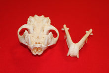 Load image into Gallery viewer, XL Mountain Lion Skull #2023 - 06
