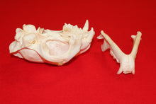 Load image into Gallery viewer, XL Mountain Lion Skull #2023 - 06
