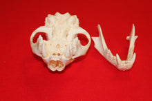 Load image into Gallery viewer, XL Mountain Lion Skull #2023 - 06
