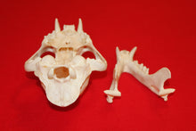 Load image into Gallery viewer, XL Mountain Lion Skull #2023 - 06
