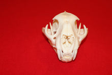 Load image into Gallery viewer, XXL MOUNTAIN LION SKULL  #2023-05
